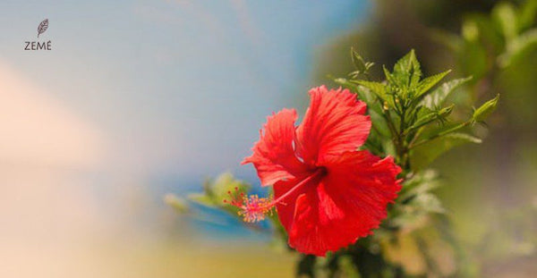 Hibiscus flower for hair growth